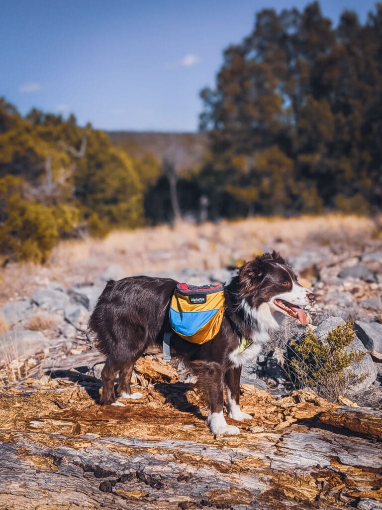 A red and white dog stands on a fallen tree and wears a multicolored dog backpack.