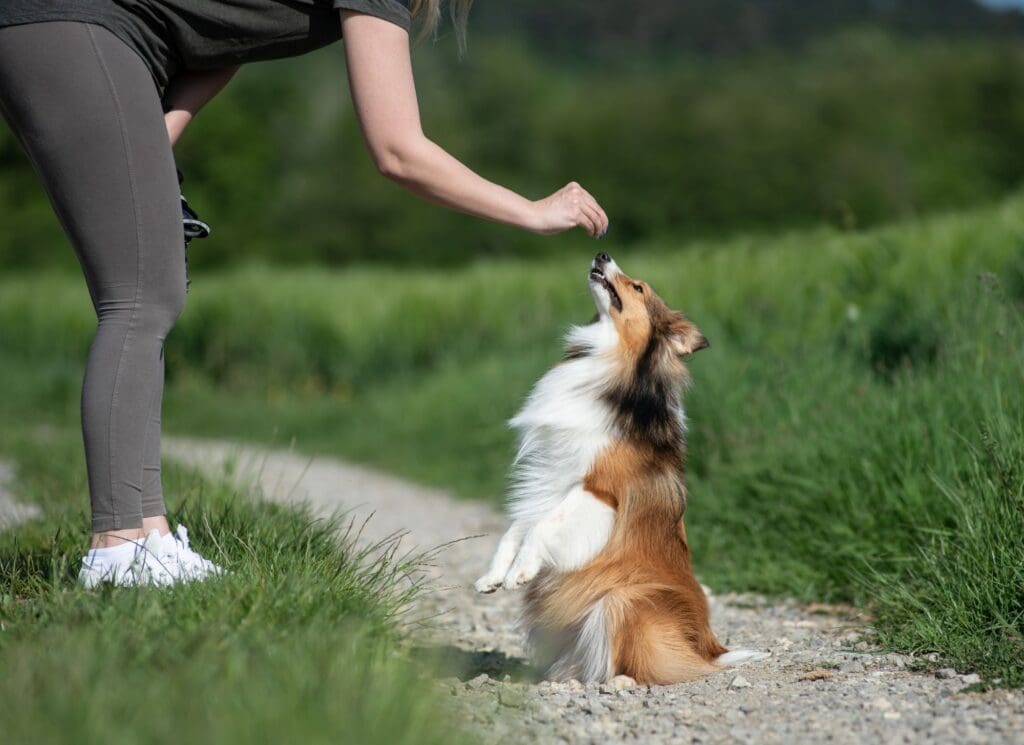 A woman lures a sheltie into a sit pretty position with a treat.