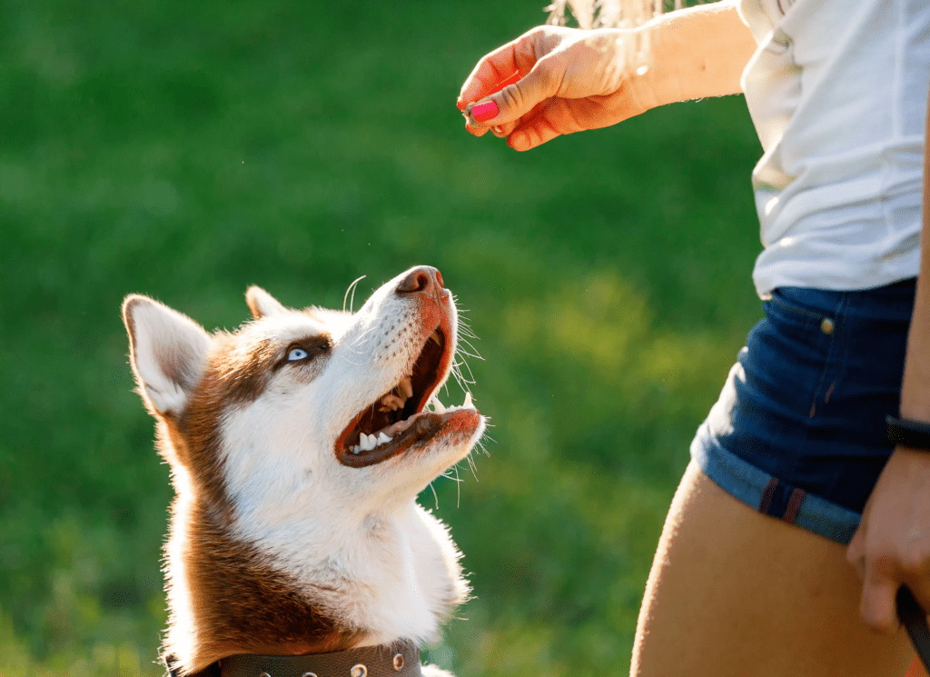 A hand holds a treat ready to reward a husky.