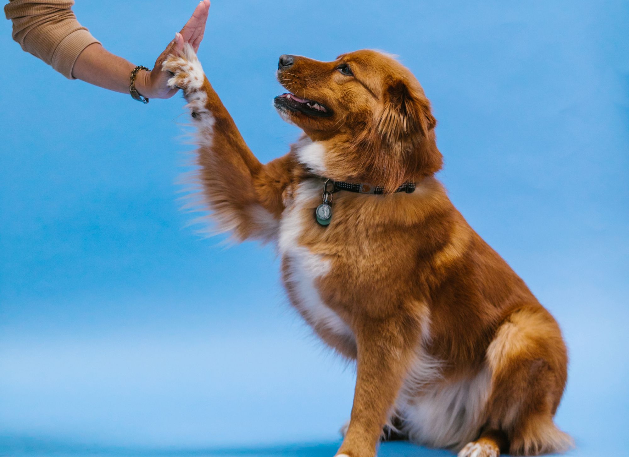 A person high fives a red and white fluffy dog.