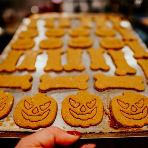 Pumpkin Spice Dog Cookies