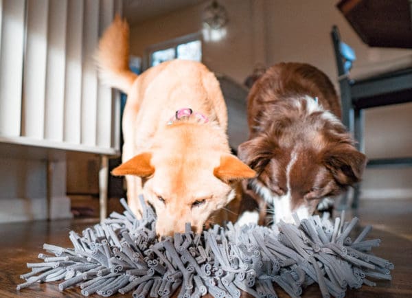 Our Favorite Enrichment Toys for Dogs - The DINK Dog Mom