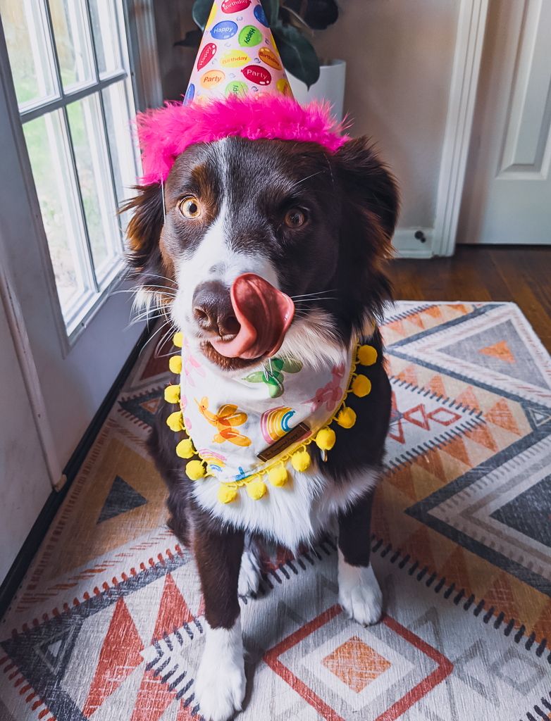 Margot, a red and white Australian Shepherd, wears a colorful bandana with pom pomps and a birthday hat. She is licking her lips.