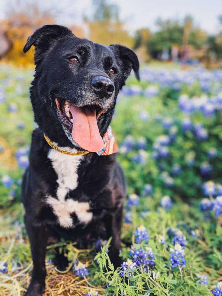 Mia, a black dog with a white chest, sits in a field of bluebonnets. Her head is tilted to the right and her pink tongue hands out of her mouth happily.