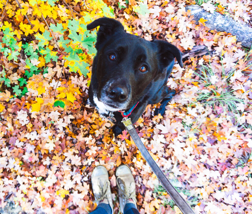 Mia, a black dog, sits surrounded by orange leaves.