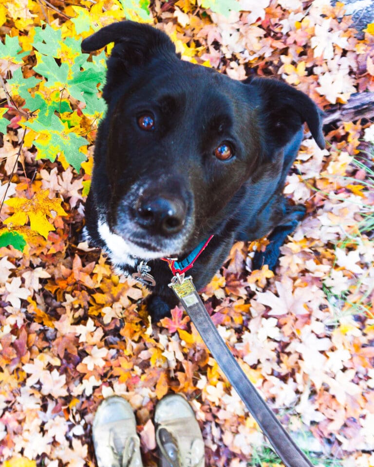Mia, a black dog, sits surrounded by orange leaves.