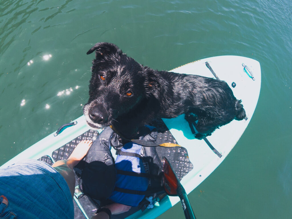 Mia, a black dog, stands on a paddleboard on water looking up at the camera.