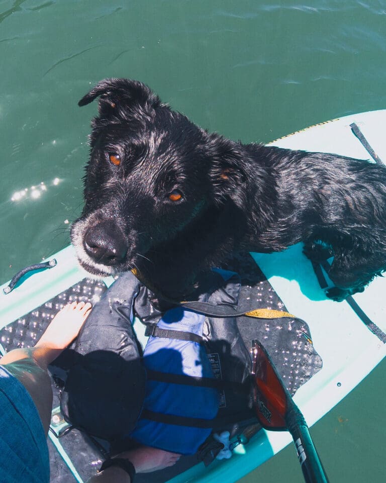 Mia, a black dog, stands on a paddleboard on water looking up at the camera.