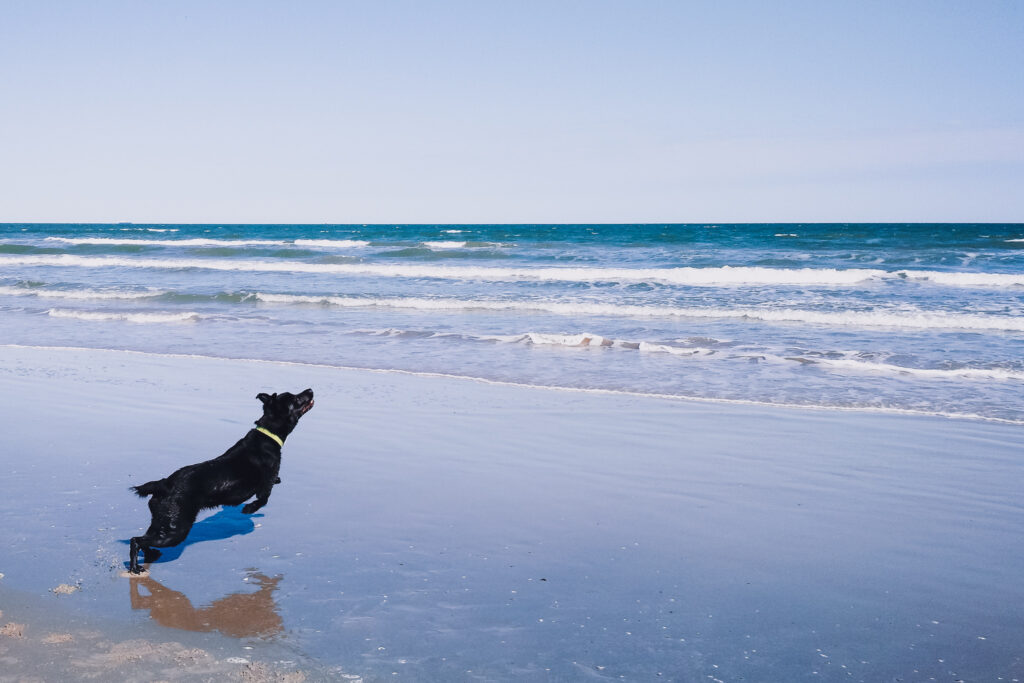 Mia, a black dog, runs on the beach. Blue waves can be seen in the distance.