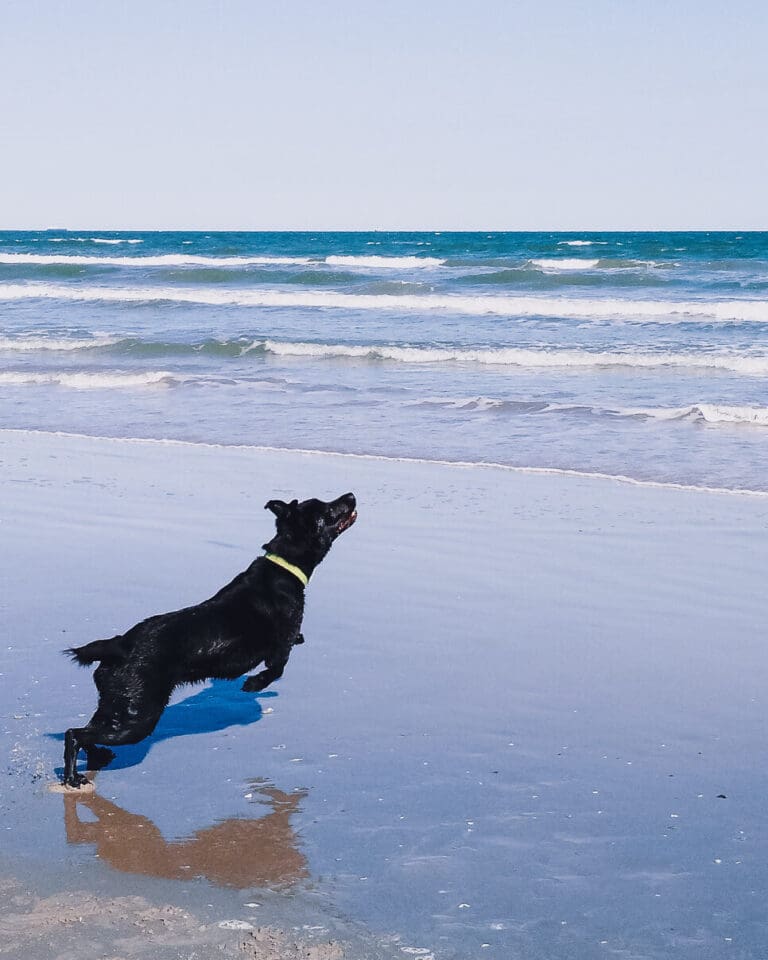 Mia, a black dog, runs on the beach. Blue waves can be seen in the distance.