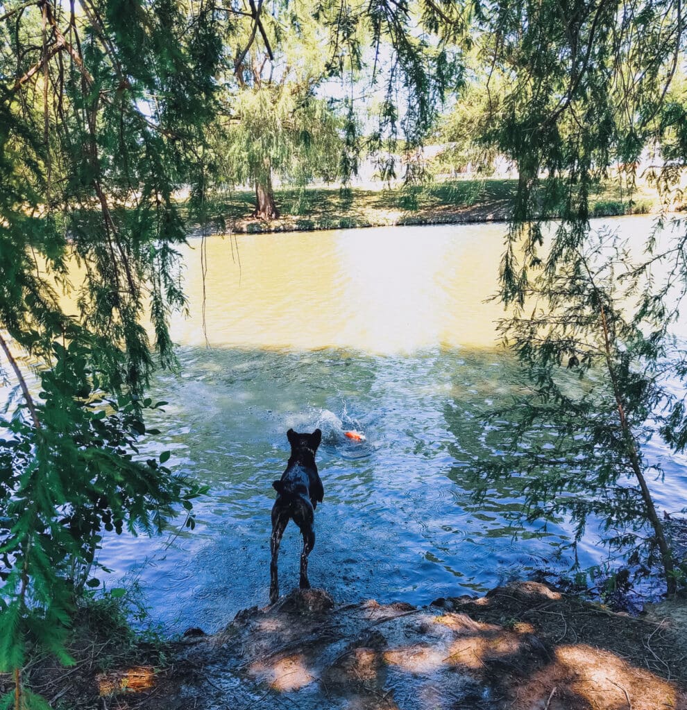 Mia, a black dog, jumps off a muddy bank into a river surrounded by trees.