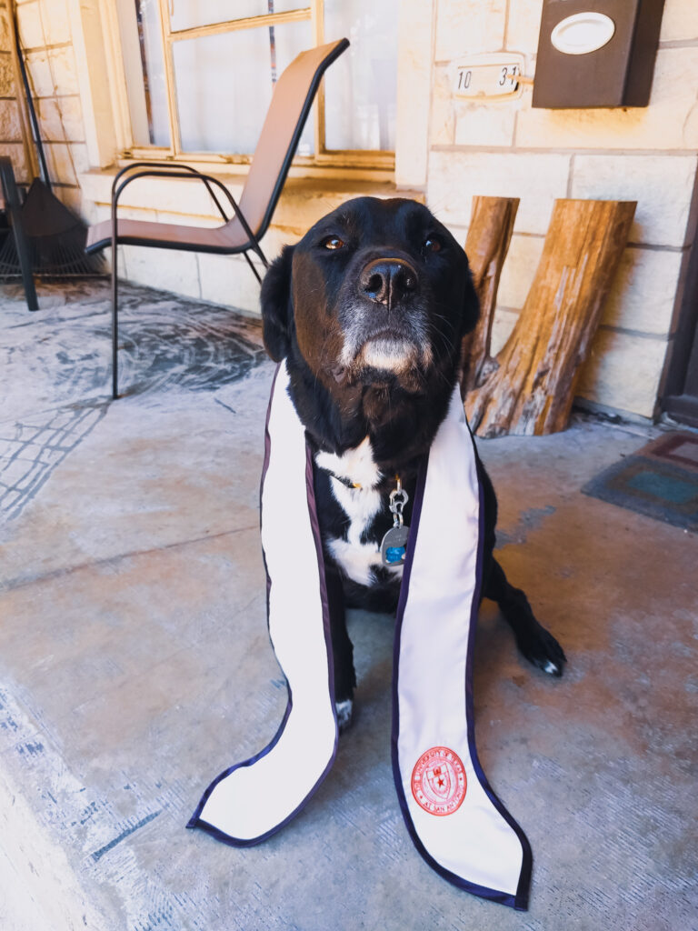 Mia, a black dog with a white chin and chest, sits on a porch with a graduation Stole of Gratitude around her neck.