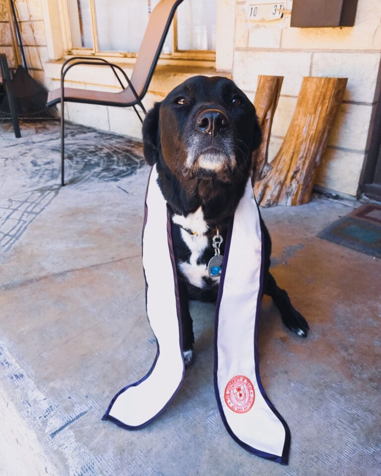 Mia, a black dog with a white chin and chest, sits on a porch with a graduation Stole of Gratitude around her neck.