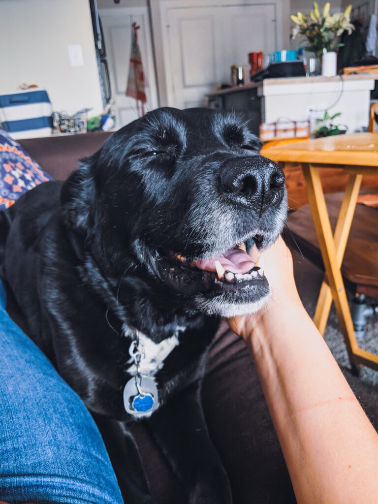 A hand scatches the chin of a black dog with white hair on its face. The dog's eyes are closed.