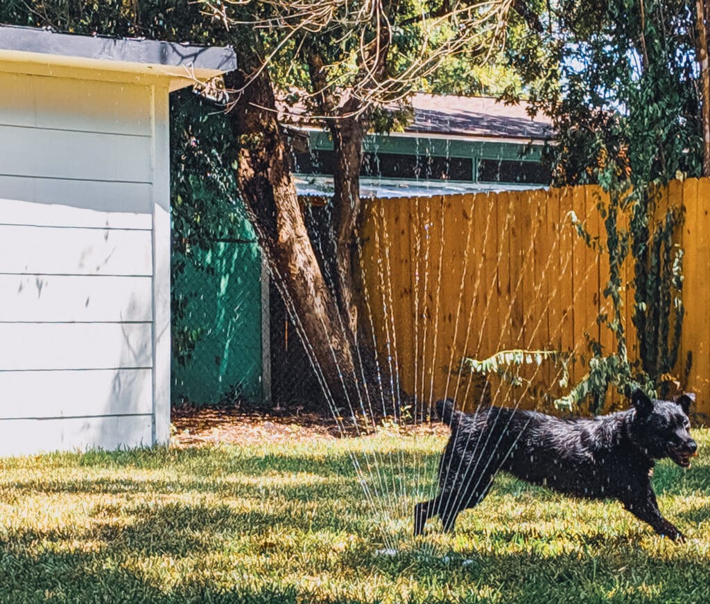 Mia, a black dog, runs through a sprinkler in a green back yard.