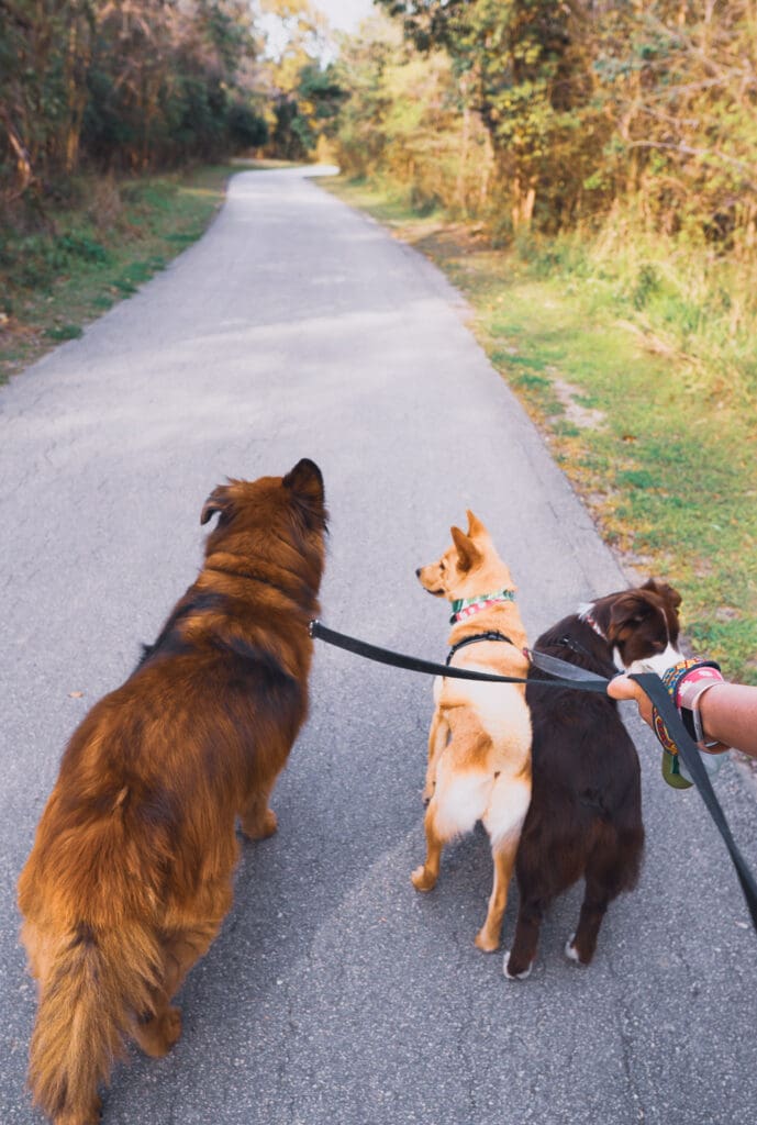 A hand holds the leashes of three dogs walking on a sidewalk.