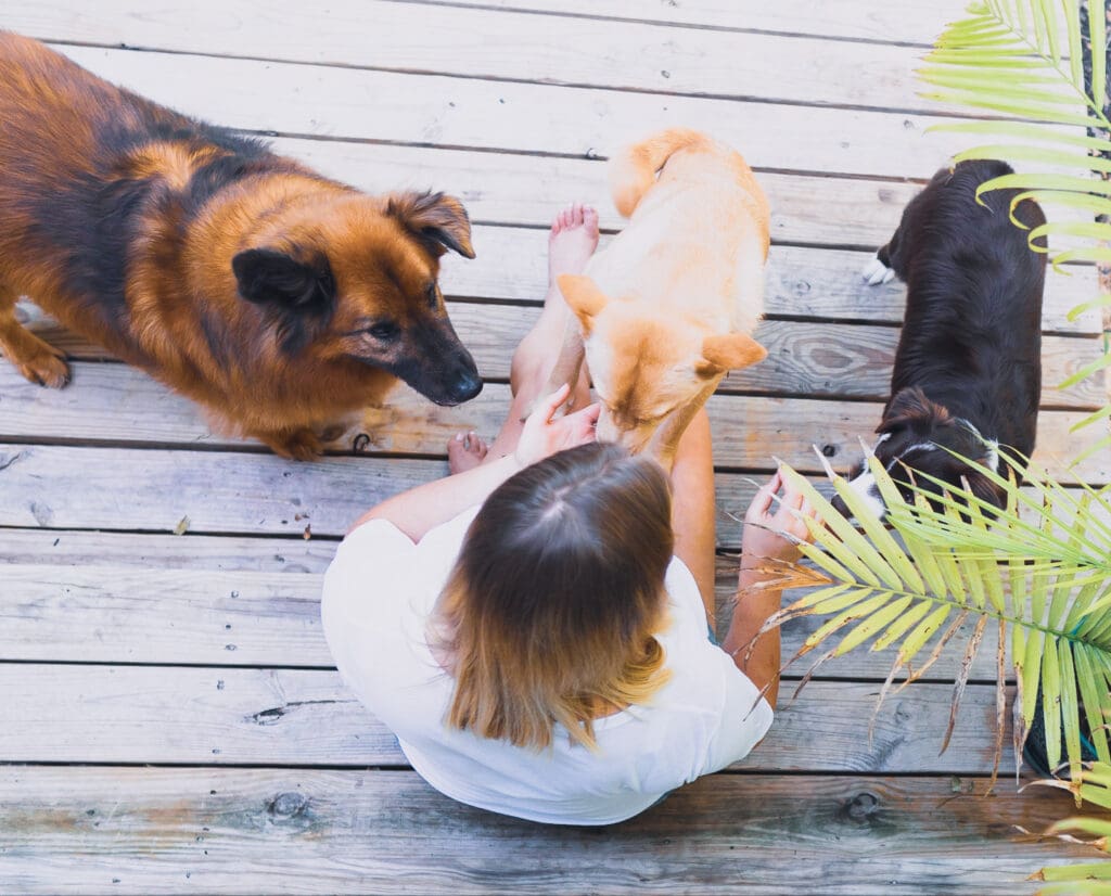 A top down photo of a young woman petting three dogs on an outside patio.