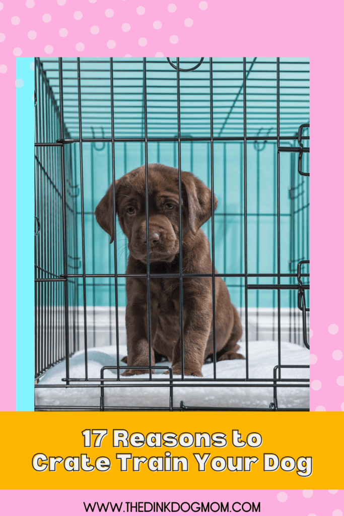 A chocolate lab puppy practicing crate training.