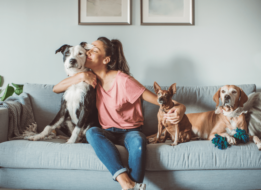 A pet sitter is on a couch with a bunch of dogs