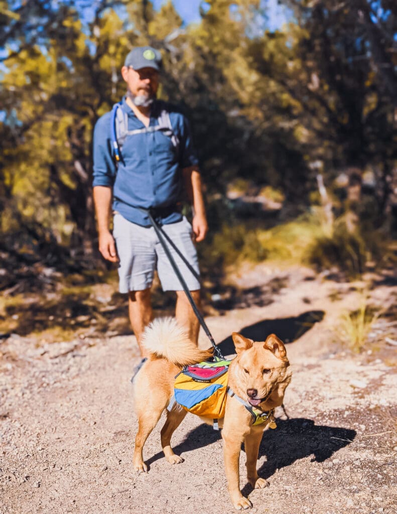 A yellow dog wears a multicolored backpack with a leash attached at the back. A man has the leash attached to a waist strap, so his hands are completely free.