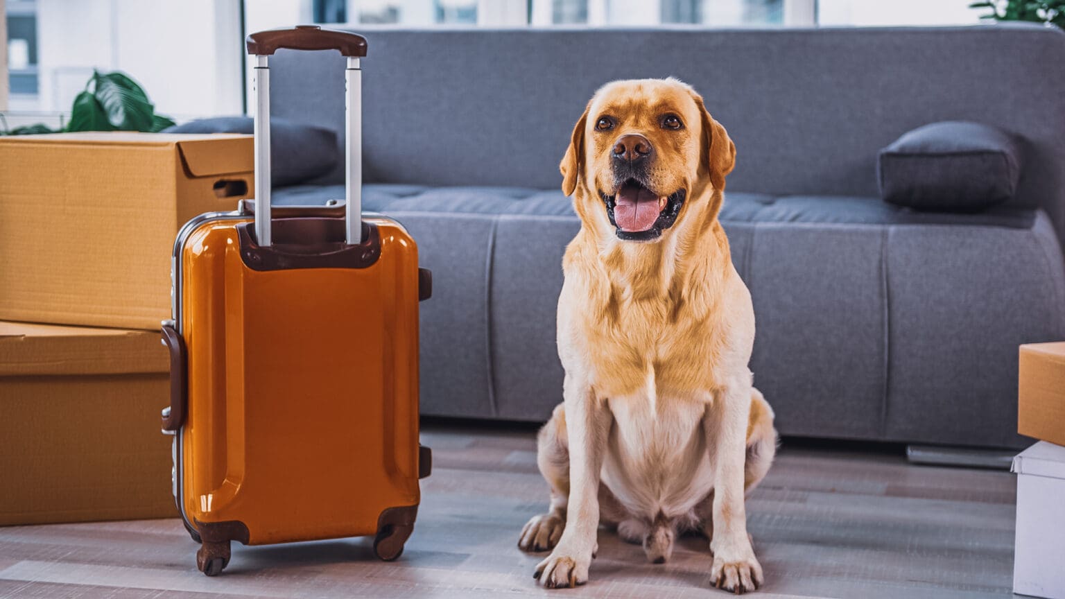 Pet Care While on Vacation - What to do with your dog when you travel?