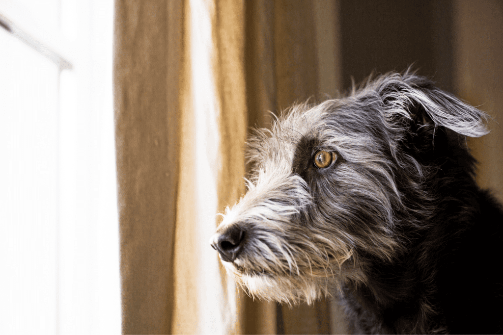 A scruffy gray dog stares nervously out of a window.
