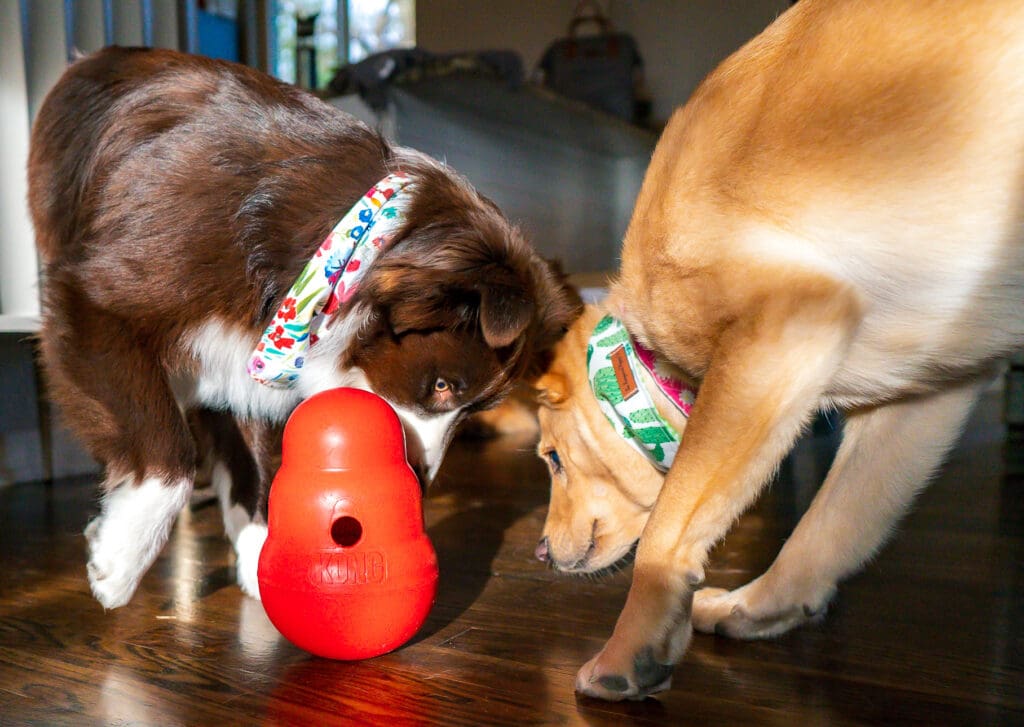 Two dogs play with a red kong wobbler puzzle toy.