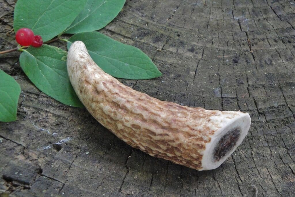 Antler tip on a wooden background.