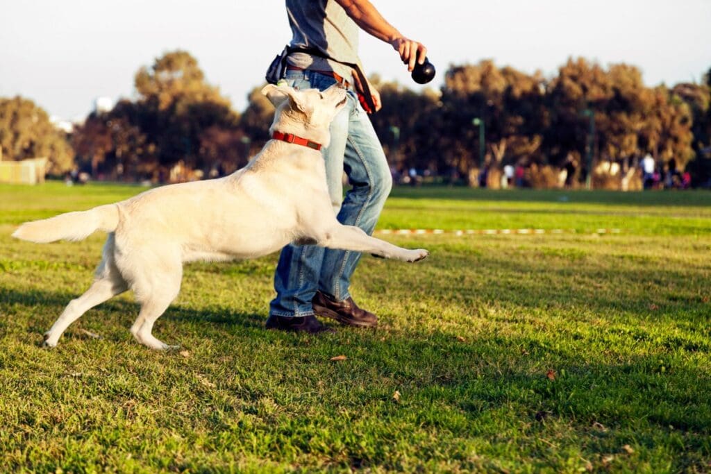 professional dog trainer