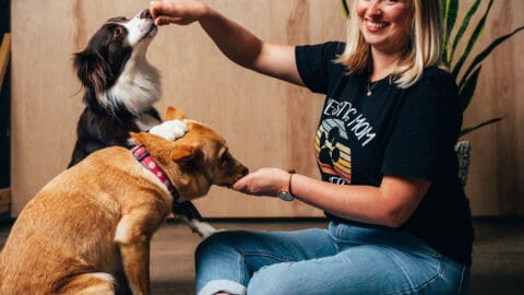 Dog training