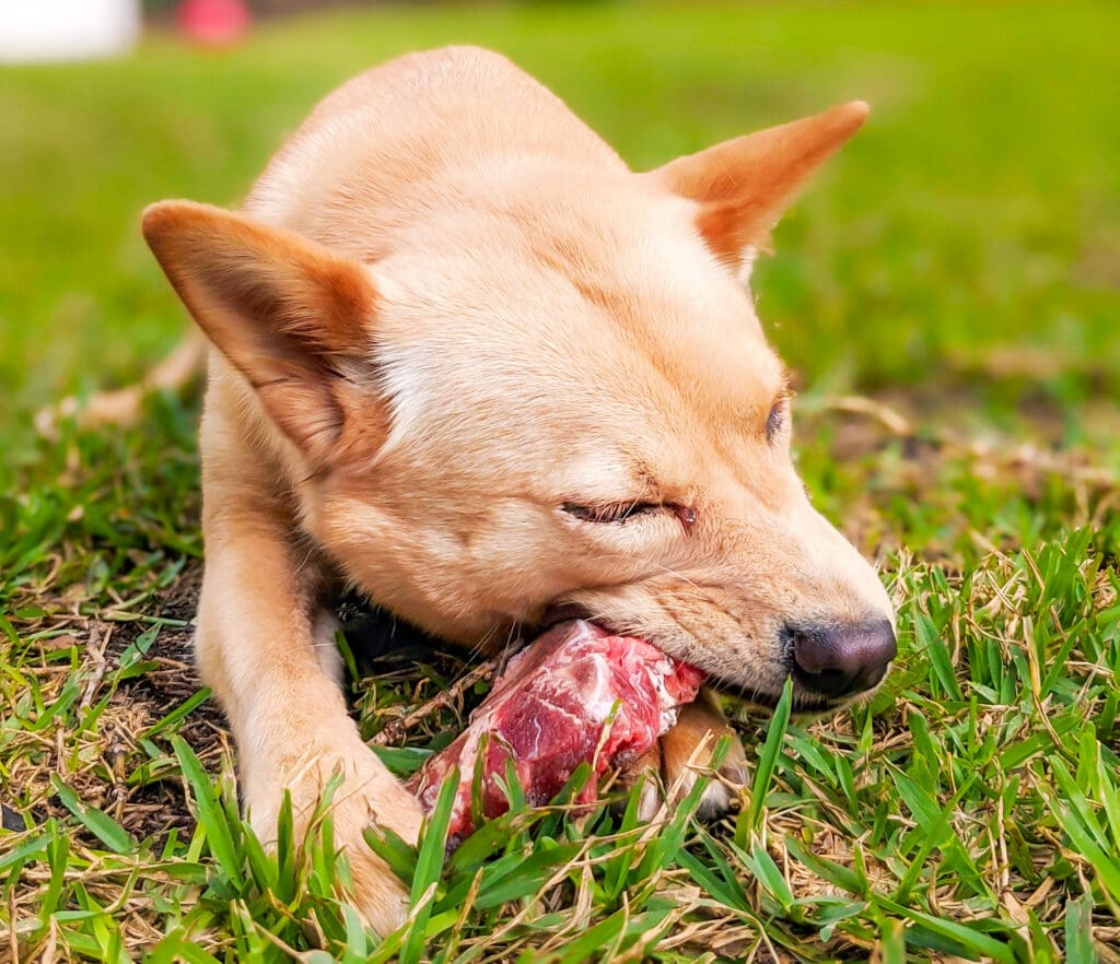 dog eating raw bone