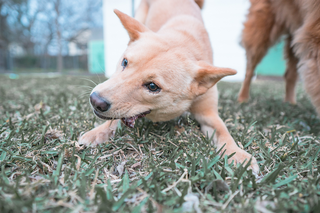 June, a yellow dog with pointy ears, eats a red velvet pup cake.