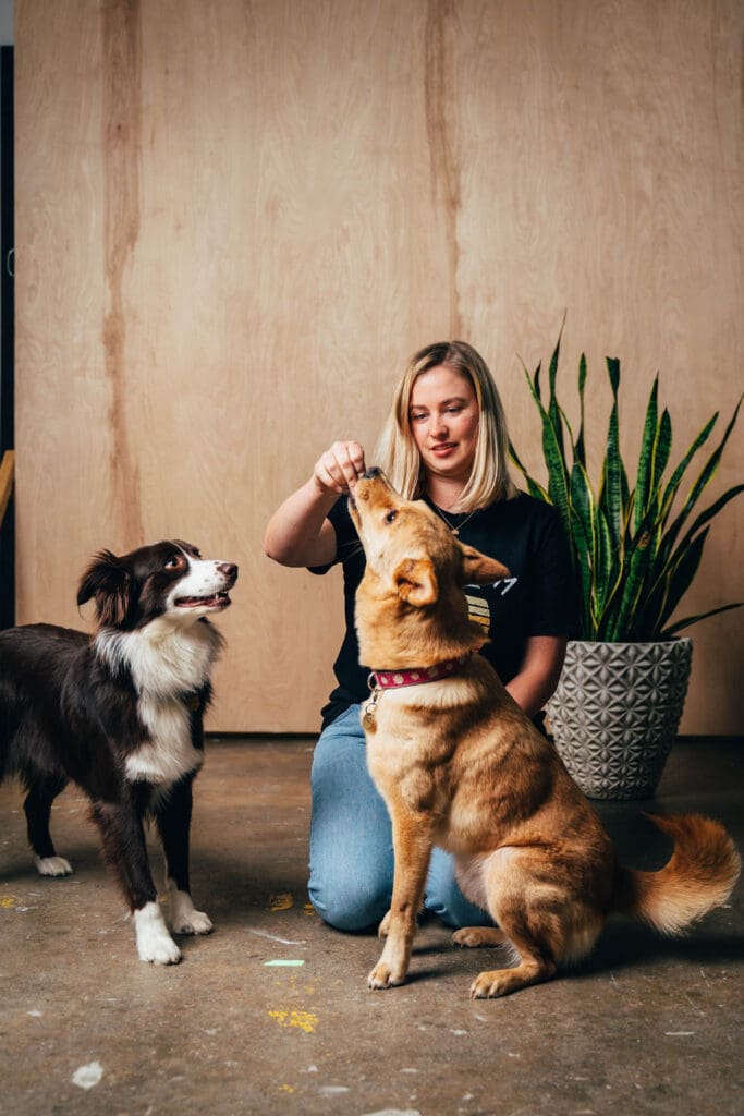 A girl works with two dogs and is giving a treat to one of them