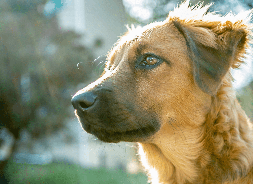 A fluffy brown dog with a black snout looks off to the left.