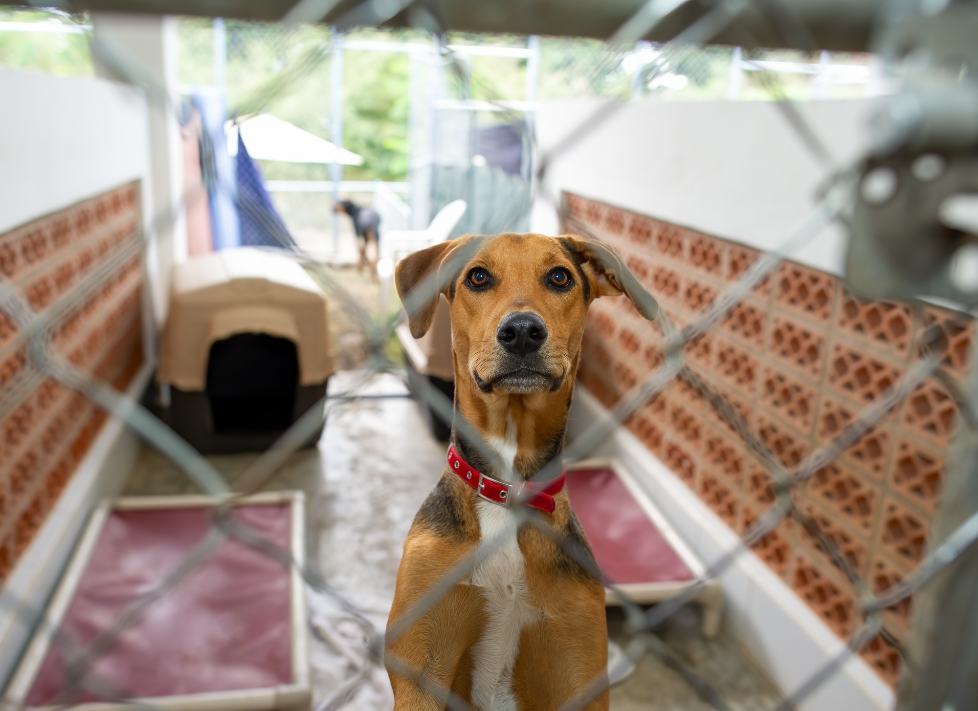 A rescue dog sits behind a chainlink fence in a shelter.