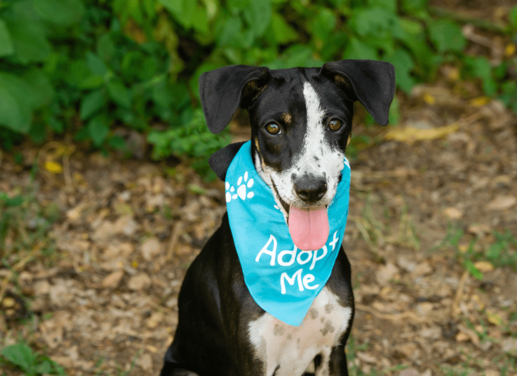 A black and white mutt sits outside wearing a blue bandana that says "Adopt Me"