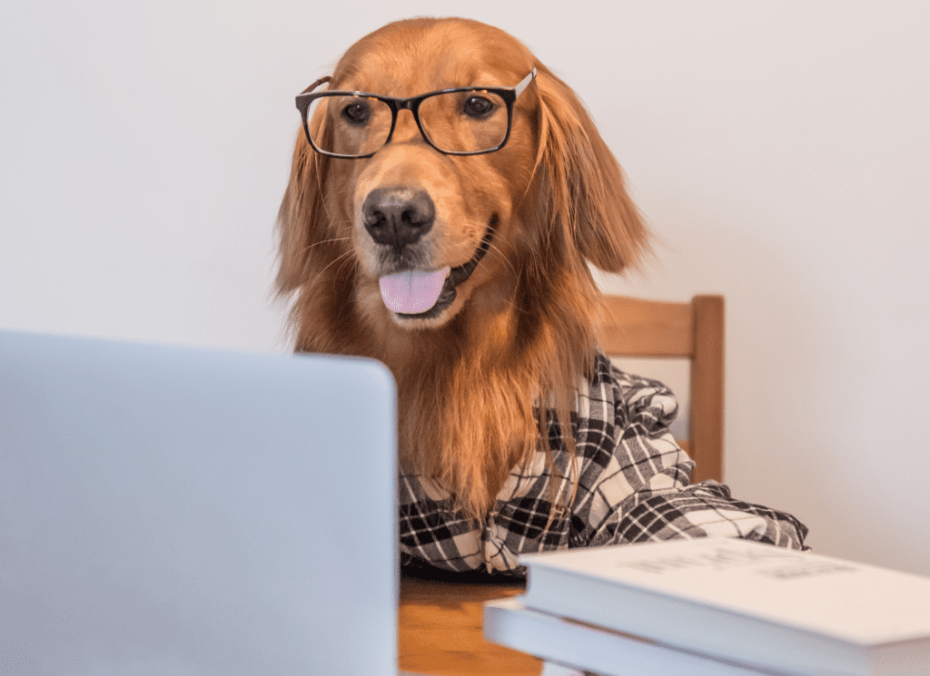 A golden retriever wearing glasses looks at a laptop.