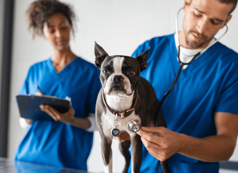 A boston terrier is examined by two vets in blue scrubs.