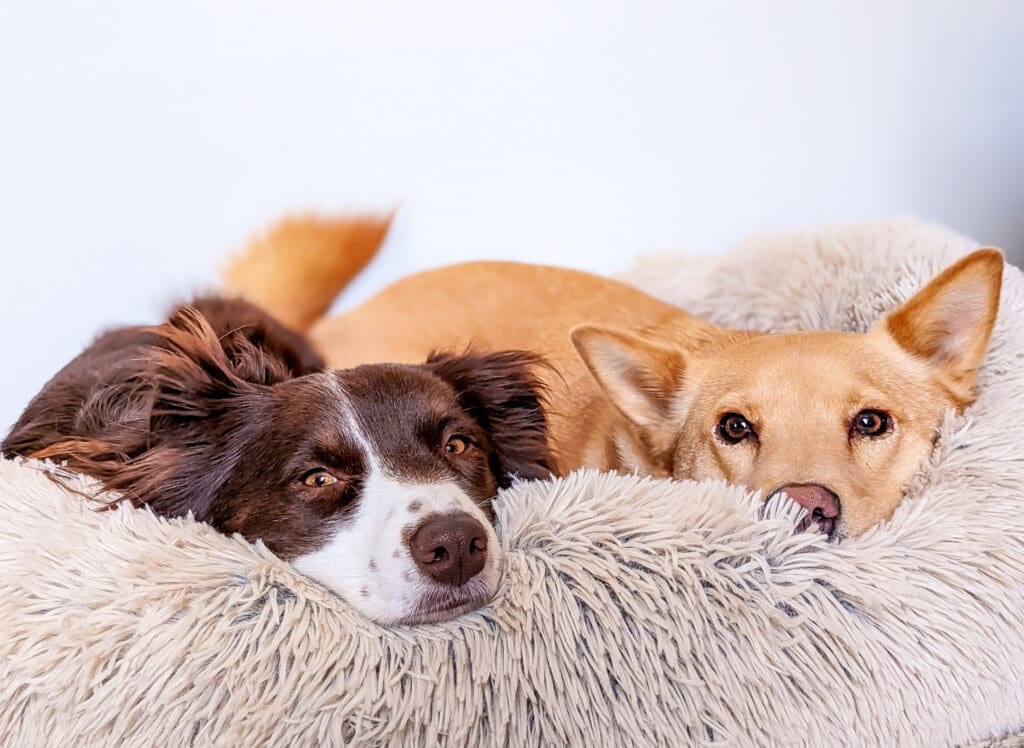 two dogs lay in a grey shad donut dog bed