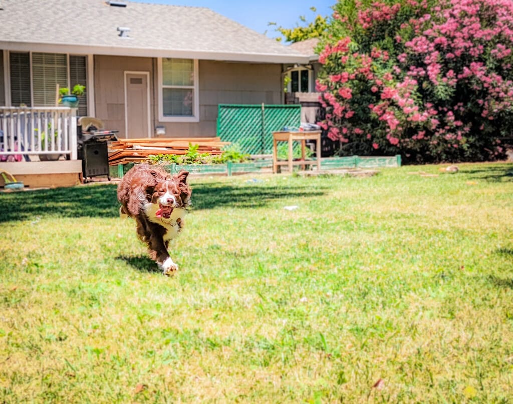 A dog runs happily through a back yard.