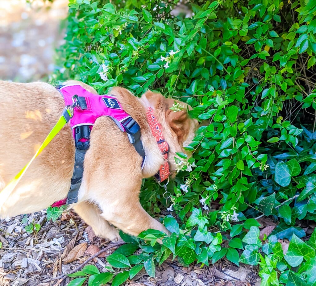 A dog with a pink harness sniffs a green leafy bush