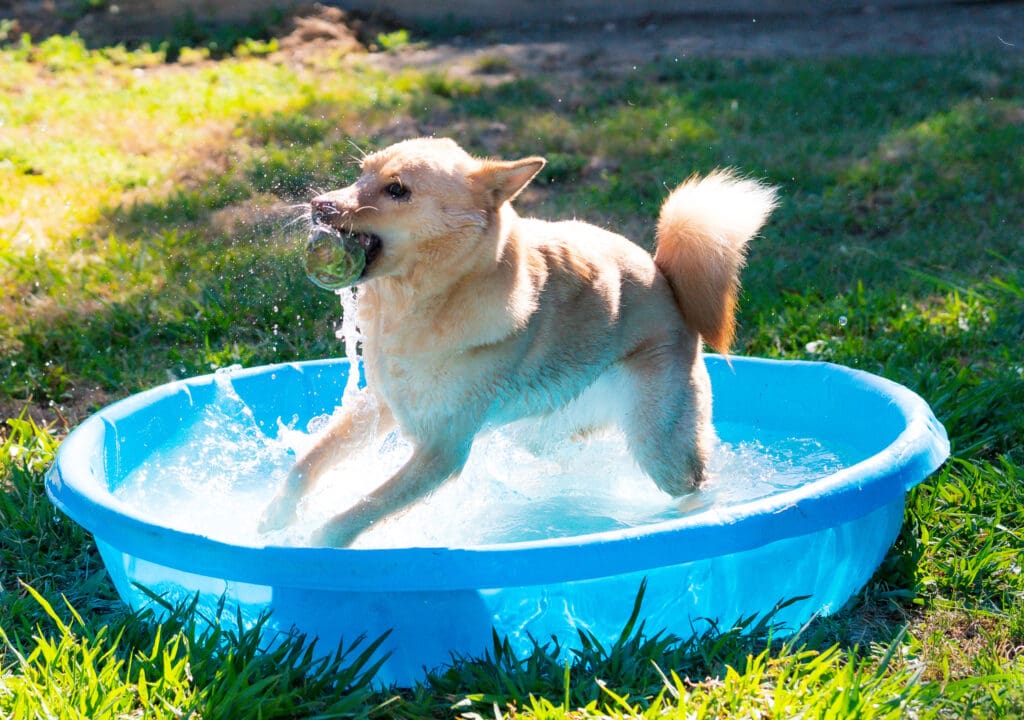 A dog jumps out of a blue kiddie pool with a ball in its mouth