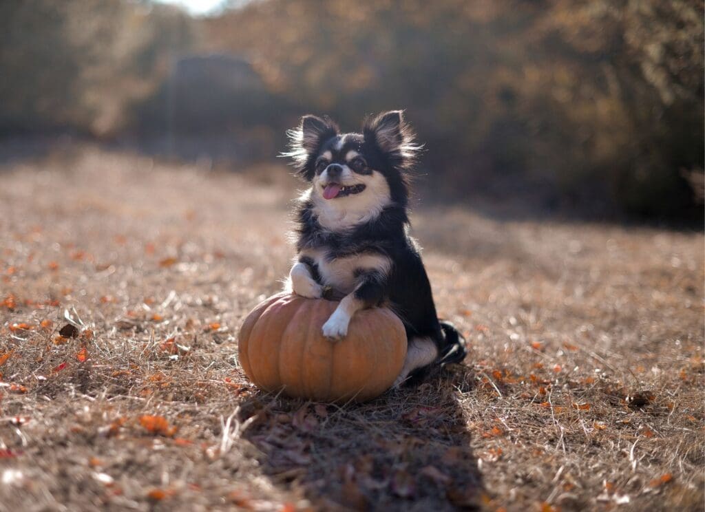 a dog in a pumpkin patch