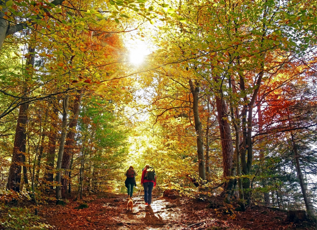 two people and a dog hike through fall foliage