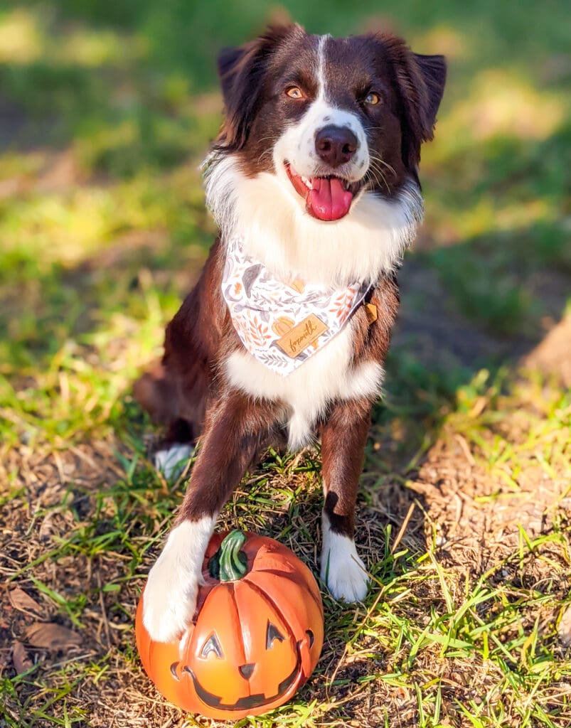 A dog wearing a halloween bandana has a paw on a pumpkin