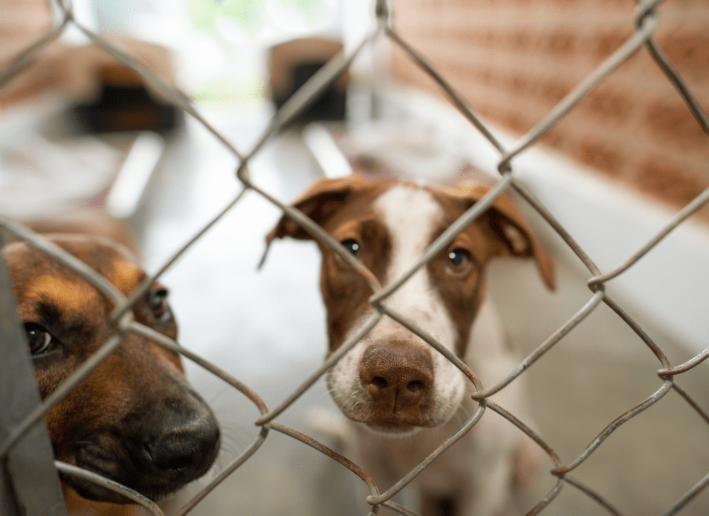 Two rescue puppies are behind a chainlink fence in an animal shelter.