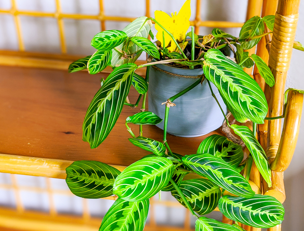 A bright green variegated Prayer Plant sits on a bamboo shelf.