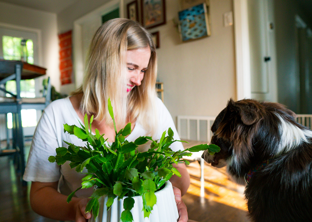 Blair holds a green Christmas cactus plant while Margot, a red and white australian shepherd, nibbles on the end and makes a face. Blair laughs.