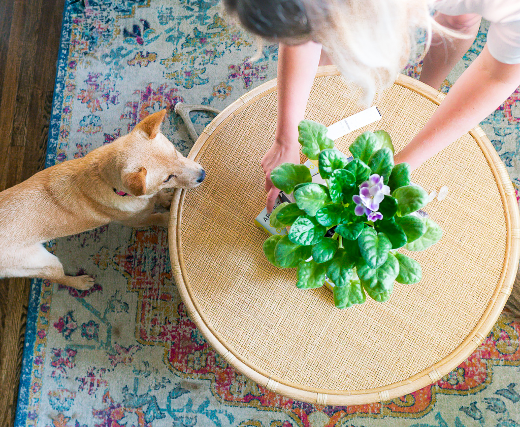 Blair arranges an African Violet with purple blooms on a rattan coffee table. Her dog, June, looks at the plant which has soft green leaves.