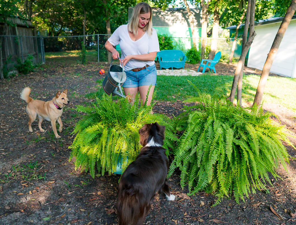 In a backyard, Blair waters two enormous boston ferns overflowing with feathery green leaves. Her two dogs, June and Margot, watch her.